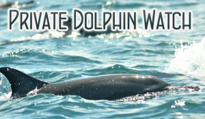 Dolphin Cruise :: Dolphin Watch Beaufort NC, Atlantic Beach NC, Morehead City NC, Emerald Isle NC